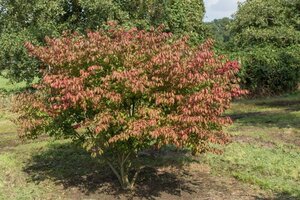 Euonymus alat. 'Compactus' 50-60 cm cont. 10L - afbeelding 4