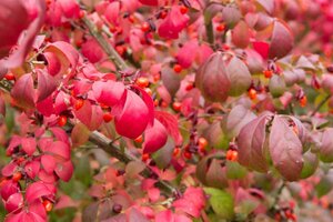 Euonymus alat. 'Compactus' 50-60 cm cont. 10L - afbeelding 6