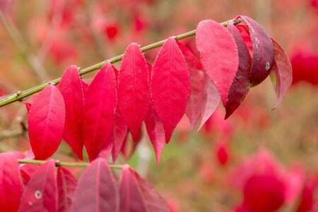 Euonymus alat. 'Compactus' 60-80 cm met kluit - afbeelding 7