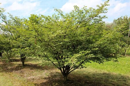 Euonymus alatus 30-40 cm cont. 4,0L - afbeelding 2