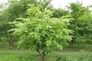 Euonymus alatus 30-40 cm cont. 4,0L - afbeelding 3