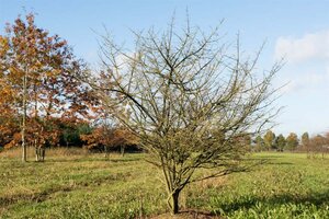 Euonymus alatus 30-40 cm cont. 4,0L - afbeelding 5