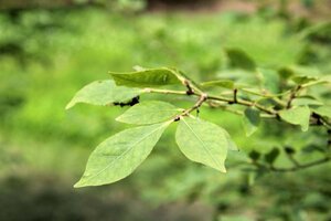 Euonymus alatus 30-40 cm cont. 4,0L - afbeelding 7