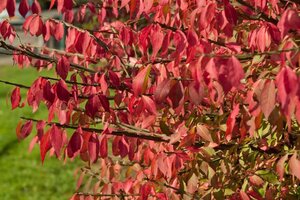 Euonymus alatus 30-40 cm met kluit - afbeelding 7