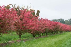 Euonymus alatus 40-60 cm met kluit - afbeelding 1