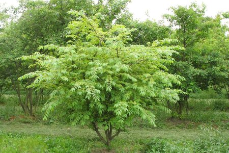 Euonymus alatus 40-60 cm met kluit - afbeelding 3