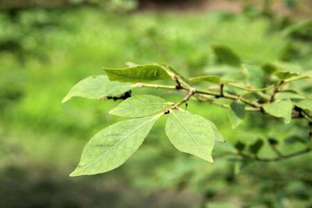 Euonymus alatus 60-80 cm met kluit - afbeelding 8