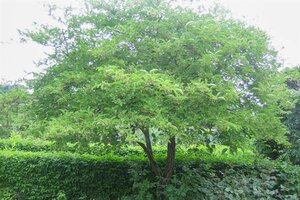 Euonymus europaeus 'Red Cascade' 40-60 cm cont. 3,0L - afbeelding 6