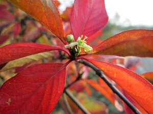 Euonymus europaeus 150-175 cm met kluit struik - afbeelding 1