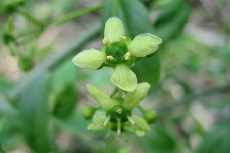 Euonymus europaeus 150-175 cm met kluit struik - afbeelding 4