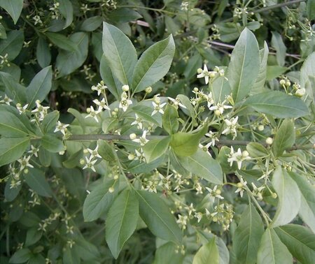 Euonymus europaeus 150-175 cm met kluit struik - afbeelding 7