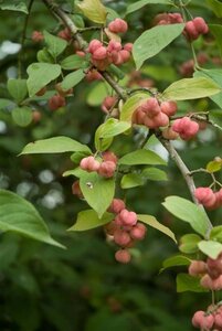 Euonymus europaeus 175-200 cm met kluit struik - afbeelding 6