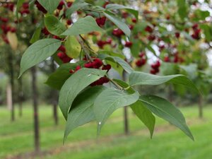 Euonymus europaeus 60-100 cm cont. 3,0L - afbeelding 8