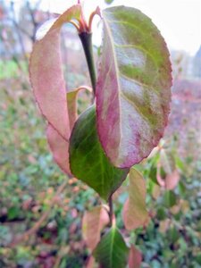 Euonymus fort. 'Dart's Blanket' 25-30 cm cont. 1,5L - afbeelding 1