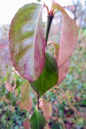 Euonymus fort. 'Dart's Blanket' 40-60 cm cont. 3,0L - afbeelding 1