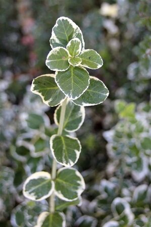 Euonymus fort. 'Emerald Gaiety' 10-12 cm 0,55L/P9cm - afbeelding 1