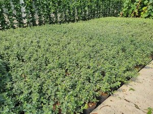 Euonymus fort. 'Emerald Gaiety' 15-20 cm cont. 1,5L - afbeelding 2