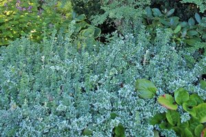 Euonymus fort. 'Emerald Gaiety' 30-40 cm cont. 3,0L - afbeelding 4