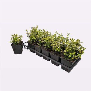 Euonymus fort. 'Emerald 'n' Gold' 10-15 cm 0,55L/P9cm - afbeelding 2