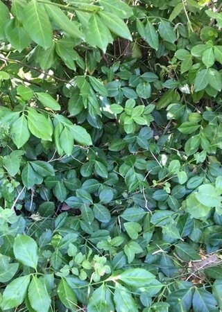 Euonymus fortunei radicans 10-12 cm 0,55L/P9cm