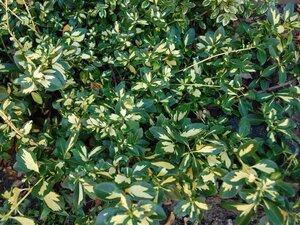 Euonymus fort. 'Sunspot' 30-40 cm cont. 3,0L - afbeelding 1