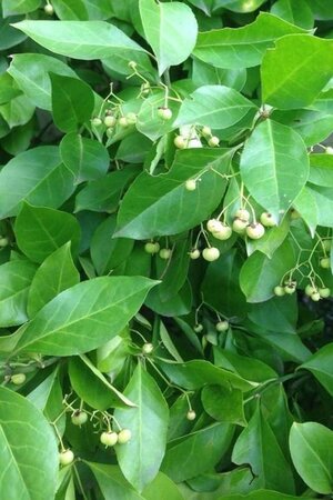 Euonymus japonicus 20-25 cm cont. 2,0L - afbeelding 1