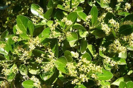 Euonymus japonicus 40-50 cm container - afbeelding 2