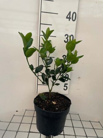 Euonymus japonicus geen maat specificatie cont. 2,0L - afbeelding 2