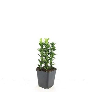 Euonymus jap. 'Green Spire' geen maat specificatie 0,55L/P9cm - afbeelding 1