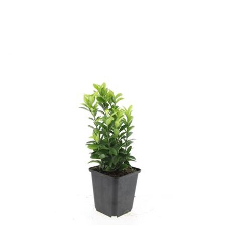 Euonymus jap. 'Green Spire' geen maat specificatie 0,55L/P9cm - afbeelding 3