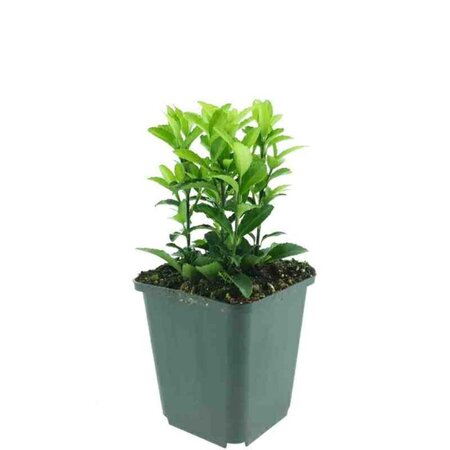 Euonymus jap. 'Green Spire' geen maat specificatie 0,55L/P9cm - afbeelding 4