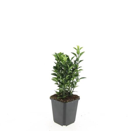 Euonymus jap. 'Green Spire' geen maat specificatie 0,55L/P9cm - afbeelding 5