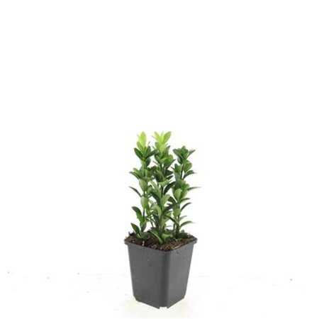 Euonymus jap. 'Green Spire' geen maat specificatie 0,55L/P9cm - afbeelding 6