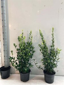 Euonymus jap. Himalaya 40-60 cm cont. 3,0L - afbeelding 2