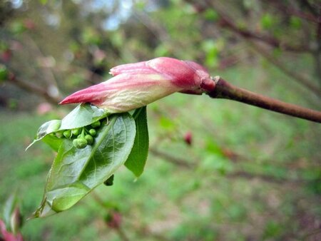 Euonymus planipes 100-125 cm container - afbeelding 9