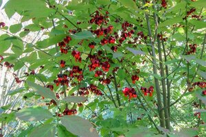 Euonymus planipes 100-125 cm container - afbeelding 7