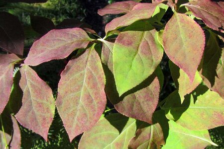 Euonymus planipes 100-125 cm container - afbeelding 6