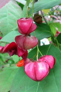 Euonymus planipes 100-125 cm container - afbeelding 4