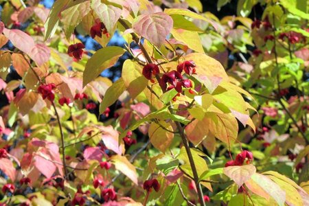 Euonymus planipes 100-125 cm container - afbeelding 3