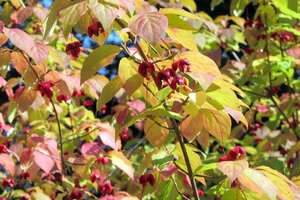 Euonymus planipes 100-125 cm container - afbeelding 3