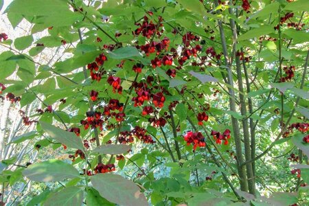 Euonymus planipes 125-150 cm draadkluit extra - afbeelding 7