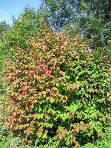 Euonymus planipes 125-150 cm draadkluit extra - afbeelding 2