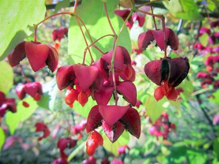 Euonymus planipes 125-150 cm draadkluit extra - afbeelding 10