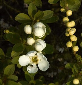 Exochorda 'The Bride' 40-60 cm cont. 3,0L - afbeelding 2