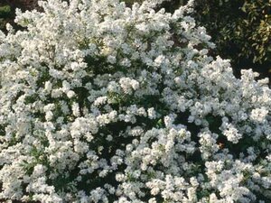 Exochorda 'The Bride' 40-60 cm cont. 3,0L - afbeelding 4