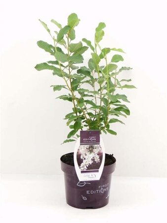 Exochorda macrantha Lotus Moon 30-40 cm cont. 3,5L - afbeelding 1