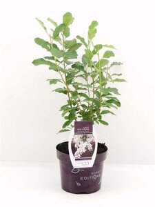 Exochorda macrantha Lotus Moon 30-40 cm cont. 3,5L - afbeelding 1