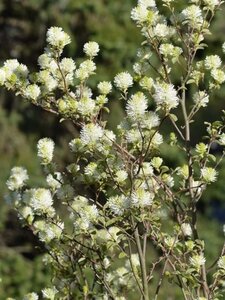 Fothergilla gardenii 25-30 cm cont. 3,0L - afbeelding 5