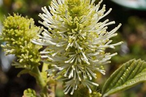 Fothergilla gardenii 30-40 cm cont. 3,0L - afbeelding 2