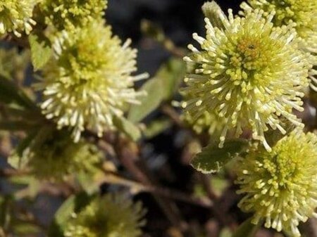 Fothergilla gardenii 30-40 cm cont. 3,0L - afbeelding 3